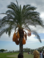  PB100268.JPG 